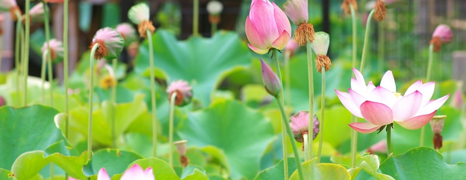 a1380_000417_m360.jpg